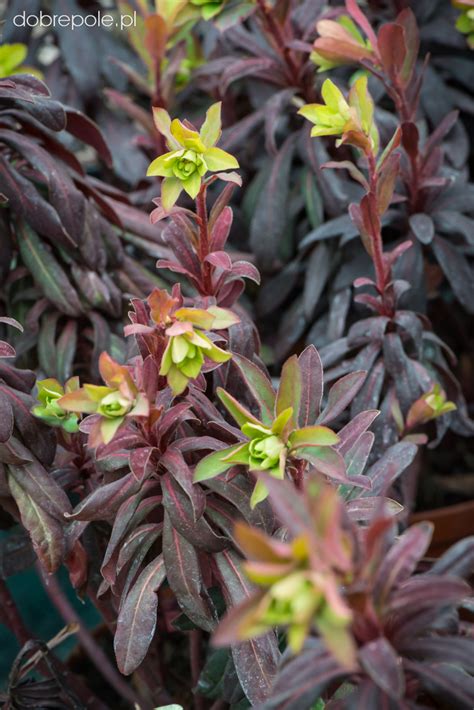 Szkółka Bylin Dobrepole Euphorbia amygdaloides Walberton s Ruby Glow