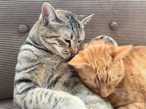 猫を家族に迎えたら愛猫としてほしい3つの約束 最期まで共に生きるために ねこちゃんホンポ