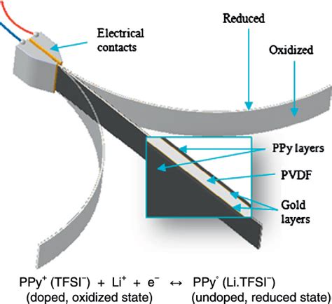 Electro Mechanical Modelling And Identification Of Electroactive