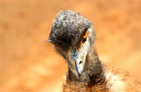 Emu - Description, Habitat, Image, Diet, and Interesting Facts