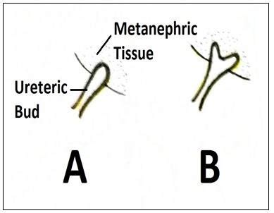 The mesonephric duct opens into the cloaca; and gives off the ureteric ...