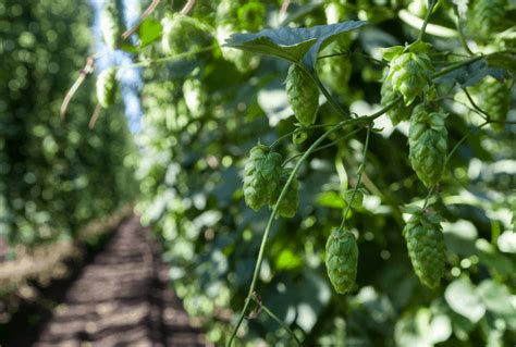 How to Grow Hops: The Ultimate Guide to Growing Hops - Beertannica