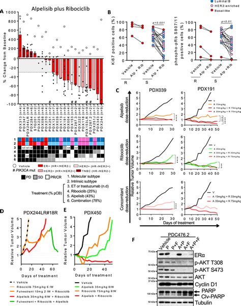 Pi K Inhibition Sensitizes Non Basal Like Bc Pdx To Cdk I A Waterfall