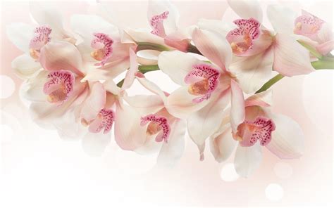 White Orchid Wallpapers - Wallpaper Cave