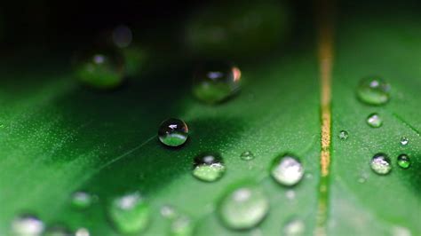 Macro Leaf Water Drop Hd Gota De Agua En La Hoja Naturaleza Macro