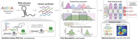 Deep Learning For Ribonucleic Acid Rna Synthetic Biology Pipeline Rna