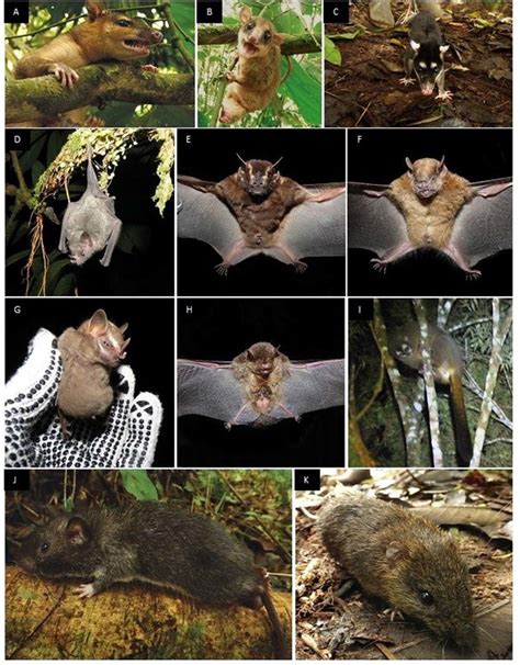 Small mammal species captured and observed in 2017 and 2018:... | Download Scientific Diagram