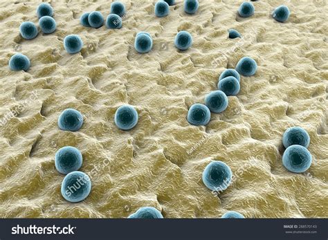 Spherical Bacteria On The Surface Of Skin Or Mucous Membrane; Model Of ...