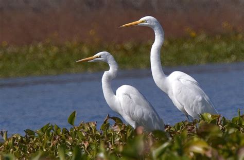 White Egrets Birds Wildlife - Free photo on Pixabay