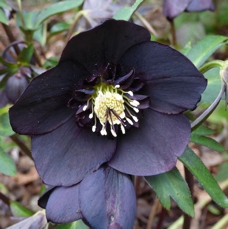 Black Hellebore Flower Essence - Tree Frog Farm | Flower Essences | Aromatherapy