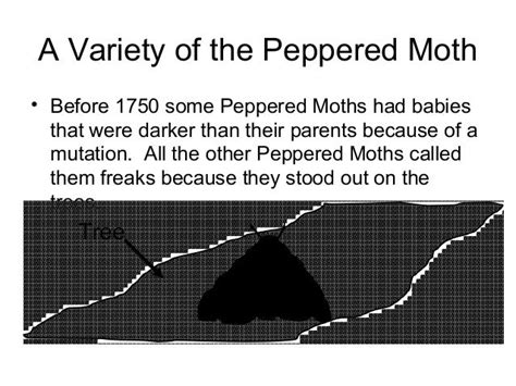 Evolution -the peppered moth presentation teacher version