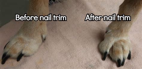 How To Cut A Dogs Nails With Photos Groomer King