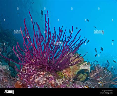 Gorgonian Coral Sea Whip Hi Res Stock Photography And Images Alamy