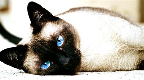 cat, Siamese Cats, Animals, Blue Eyes Wallpapers HD / Desktop and ...