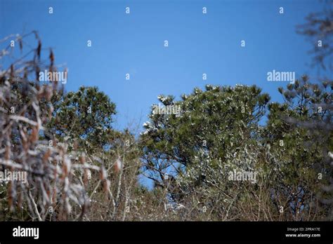 Snow-Covered Tree Branches Stock Photo - Alamy