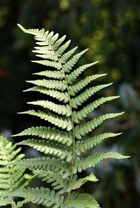 Fern Leaf Plant Free Photo On Pixabay