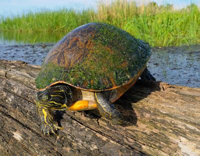 State Reptile of Alabama | Alabama red-bellied turtle | Symbol Hunt