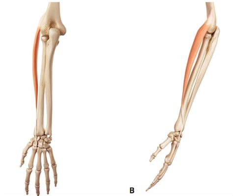 Extensor Carpi Radialis Longus Diagram Quizlet