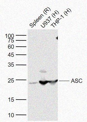 Rabbit anti ASC Polyclonal Antibody 爱必信 absin 官网