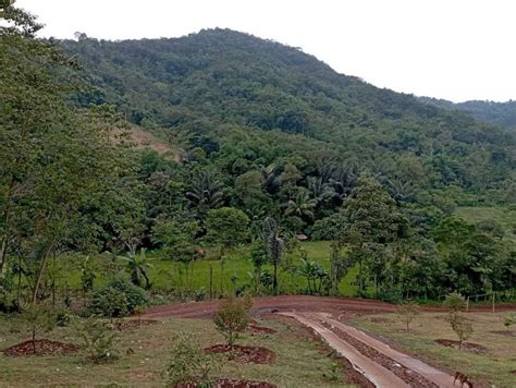 Tanah Kebun Durian Musang King Di Cianjur Jam Dari Cibubur Properti