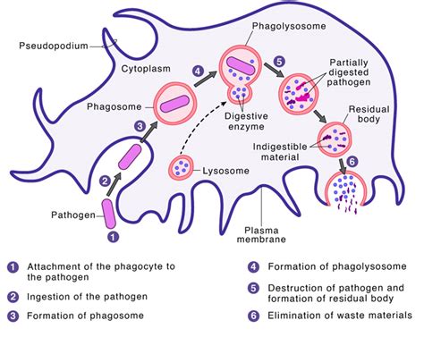 Phagocyte Structure