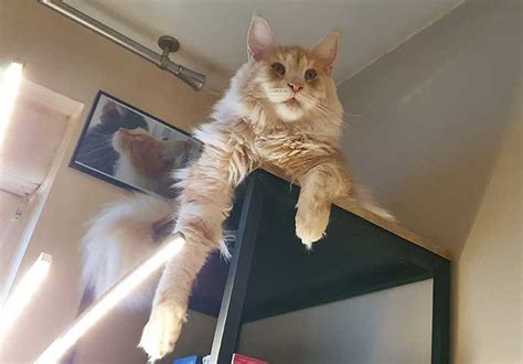 Les Chats Sont Ils Intelligents Ph Nix Maine Coon T Moigne