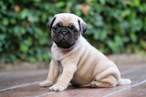 Pug Great Pet Care