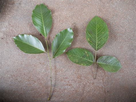 Pterocarpus Marsupium Eflora Of India