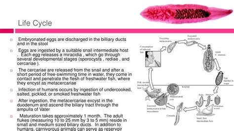 Ppt Clonorchis Sinensis Powerpoint Presentation Id1158357