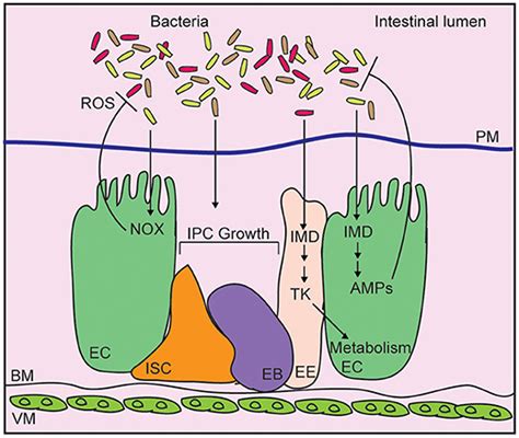 Frontiers Host Microbe Pathogen Interactions A Review Of Vibrio Cholerae Pathogenesis In