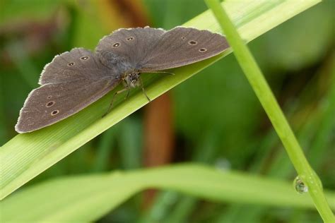 Borboleta Limpador De Chamin Olho Foto Gratuita No Pixabay Pixabay