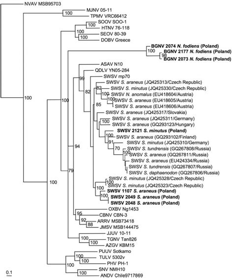 Phylogenetic Tree Generated By The Maximum Likelihood Method Using The