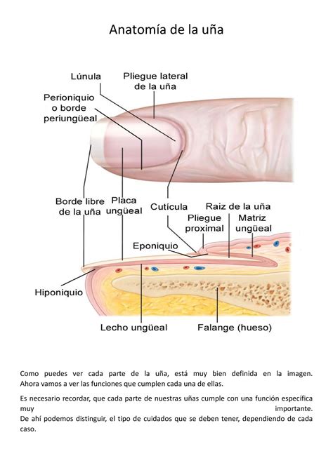 Material teorico curso de uñas basico 1 Anatomía de la uña Como