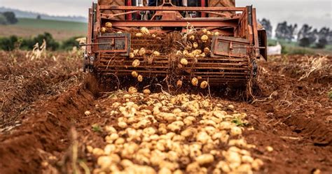 BLOG Técnico em Agronegócio AgroNotíciasMS Batata Retomada da