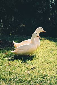 Royalty Free Photo Close Ups Of Green Grass Pickpik