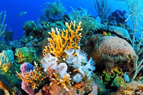 Parque Nacional Ras Mohammed Snorkel Y Paseo En Barco Desde Sharm El