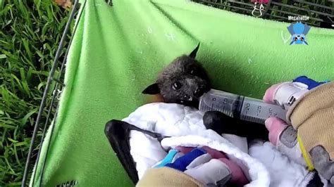 Rescuing A Flying Fox Trapped In Netting This Is Mora Youtube