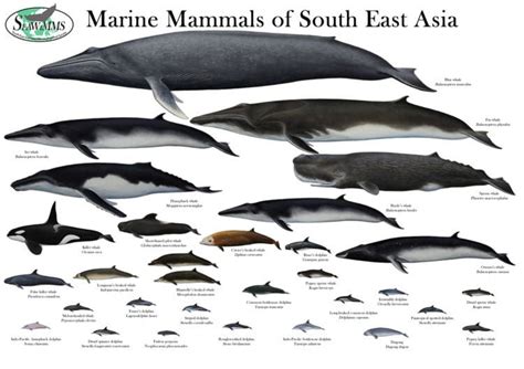marine mammal alchetron   social encyclopedia