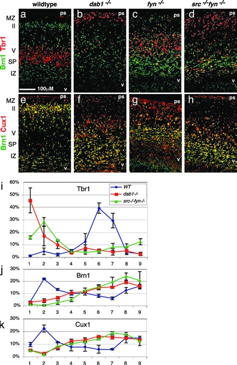 Cortical Lamination Is Inverted In The Srcfyn Mutant A D E185