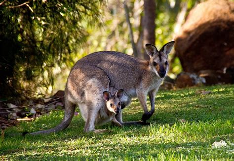 ¿qué Son Los Marsupiales Y Qué Animales Pertenecen A Esta Clase