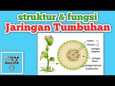 Struktur Dan Fungsi Tumbuhan Kelas 8 Ppt Imagesee