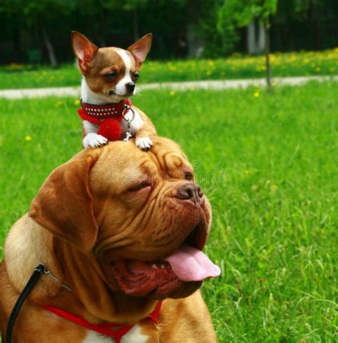 Mastiff and the chihuahua. Mastiff and the chihuahua in the grass ...