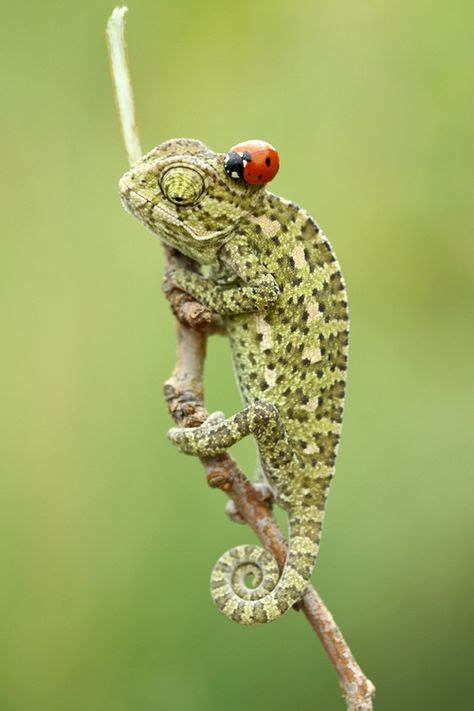 45 Languid Lizards ideas | reptiles and amphibians, lizard, reptiles