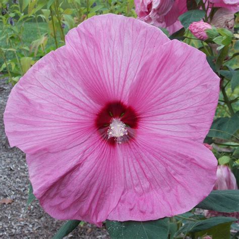 Lady Baltimore Hardy Hibiscus Plant Growjoy