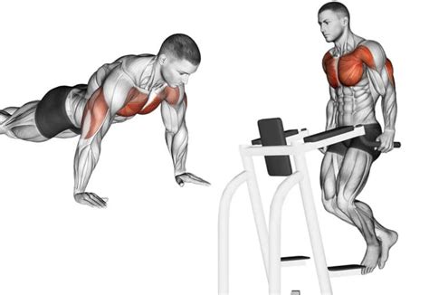 Push Ups Vs Dips Which One Should You Do Fitness Volt