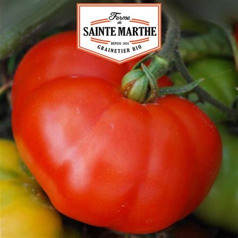 Tomate Marmande Graines La Ferme Sainte Marthe