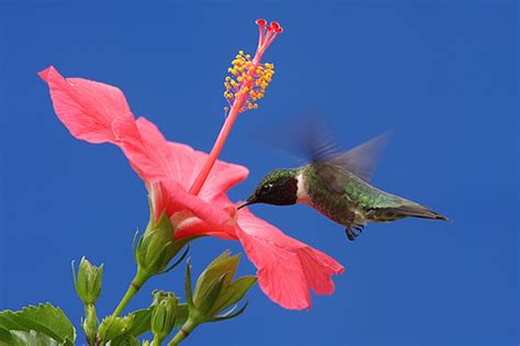 TEST: Hummingbird / Hibiscus Interaction