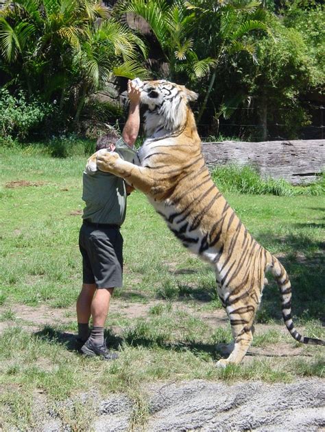 Didnt Realise Tigers Were This Big Compared To Humans Pic