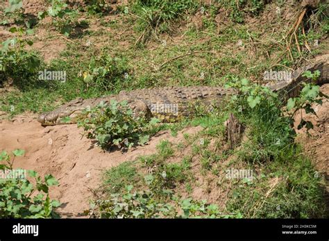 Cocodrilo Del Nilo Crocodylus Niloticus Safari Fotograf As E Im Genes