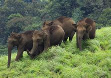 Chinnar Wildlife Sanctuary - Munnar.com